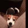 Dog Tail Wagging GIF - Dog Tail Wagging Happiness - Discover & Share GIFs.gif