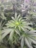 IMG_7242.jpeg IMG_7242.jpeg