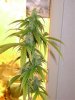 Day 25 og.jpg