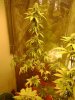 Day 26 og kush full 2.jpg