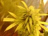 Day 26 og kush.jpg
