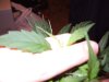 DSCF0261.JPG