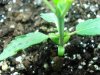 side branch 001.jpg