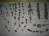 DSCN7118.JPG