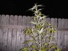GSC_0270.jpg