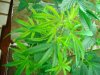 First Grow 002.jpg