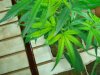 First Grow 003.jpg
