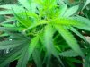 First Grow 005.jpg