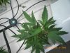 CIMG0151-small.jpg