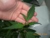 CIMG0153-small.jpg