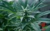 grandaddy-purple_29th-day_flowering_x15_.jpg