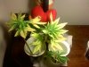 phenom420-albums-gro-4-cloned-stoned-picture78168-0829091335d.jpg