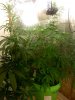 phenom420-albums-gro-3-picture78171-0829091333a.jpg