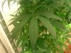 phenom420-albums-gro-3-picture78173-0829091333b.jpg