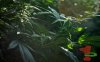 blowfish_29th-day_flowering_lower_canopy_x15_.jpg