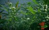blowfish_29th-day_flowering_x15_.jpg