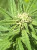 IMG_2276.jpeg