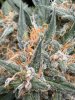 IMG_0205.jpeg
