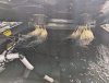 ramen.jpg