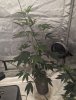 Plant 3 (Sherb Cream Pie).jpg Plant 3 (Sherb Cream Pie).jpg