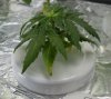 plant.jpg