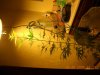 DSCN0448.jpg