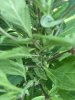 IMG_4352.jpeg