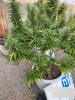 IMG_1459.jpeg IMG_1459.jpeg