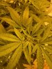 IMG_1487.jpeg