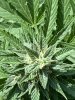 IMG_0853.jpeg