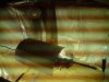 DSC00105.jpg