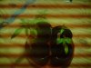 DSC00106.jpg