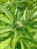 northern-lights-early-flower.jpg northern-lights-early-flower.jpg
