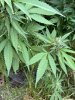 IMG_1063.JPEG