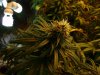 No THC 4.jpg