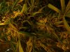 No THC 5.jpg