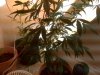 IMG00163.jpg