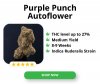 Purple-Punch-Autoflower_300x250px.jpg Purple-Punch-Autoflower_300x250px.jpg