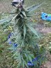 IMG_5024.jpeg