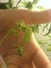 DSC01709.jpg