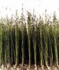hemp-cult.jpg