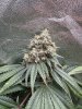IMG_0572.jpeg IMG_0572.jpeg