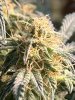 IMG_0137.jpeg IMG_0137.jpeg