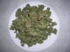 DSCN7224.JPG