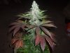 x-kush_2_b_220809.JPG