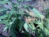 yellowing2.jpg