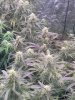 IMG_0503.jpeg IMG_0503.jpeg