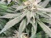 IMG_1281.jpeg