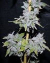 Iced Nectarines5.JPG