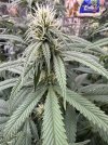 IMG_4065.jpeg
